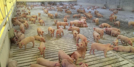農場内の豚の様子